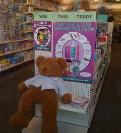 slumping prize teddy who might have nits